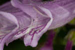 Small's beardtongue